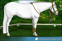 Horse Color:Cremello Appaloosa and Cremello Appaloosa