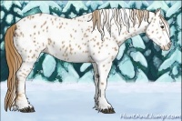Horse Color:Chestnut Sabino Appaloosa 
