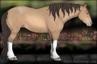 Horse Color:Amber Champagne 