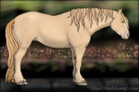 Horse Color:Gold Champagne 