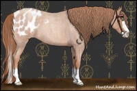 Horse Color:Gold Champagne Roan Splash Appaloosa