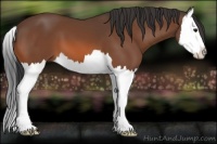 Horse Color:Bay Splash