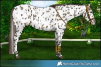 Horse Color:Smoky Black Near Leopard  and Smoky Grullo Near Leopard 