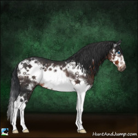 Horse Color:Brown Splash Frame Rabicano 