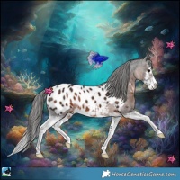 Horse Color:Brown Splash Near Leopard