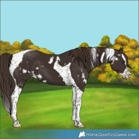 Horse Color:White Spotted Liver Chestnut Splash Tobiano 