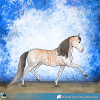 Horse Color:White Spotted Bay Splash and White Spotted Amber Champagne Splash
