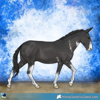 Horse Color:Black Sabino 