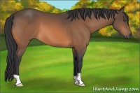 Horse Color:Buckskin 