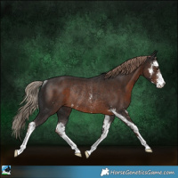 Horse Color:Liver Chestnut Sabino Rabicano 