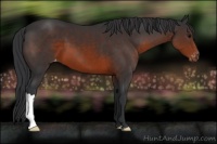 Horse Color:Brown Appaloosa