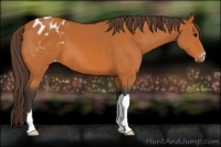 Horse Color:Buckskin Appaloosa