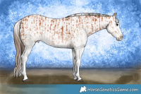 Horse Color:White Spotted Bay Splash  and White Spotted Bay Splash Appaloosa 