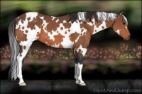 Horse Color:White Spotted Bay 