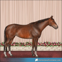 Horse Color:Chestnut  and Bay 