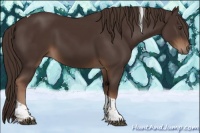 Horse Color:Liver Chestnut Tobiano