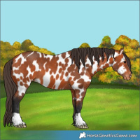 Horse Color:Bay Appaloosa 