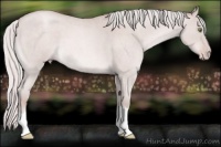 Horse Color:Platinum Silver Sable Champagne Roan 