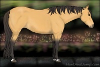 Horse Color:Buckskin 