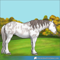 Horse Color:Platinum Sable Champagne Dun Splash Appaloosa 