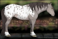 Horse Color:Platinum Sable Champagne Appaloosa 