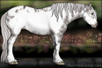 Horse Color:Platinum White Spotted Silver Brown Dun Frame Appaloosa 