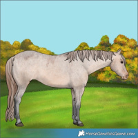 Horse Color:Bay Dun Appaloosa 