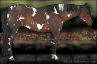Horse Color:White Spotted Liver Red Roan 