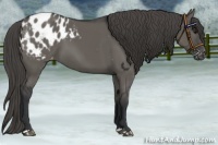 Horse Color:Grullo Appaloosa 
