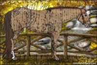 Horse Color:Smoky Black  and Classic Cream Champagne 