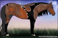 Horse Color:ERROR: UNKNOWN ANOMALY