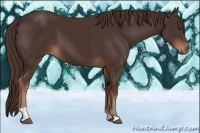 Horse Color:Liver Chestnut Tobiano