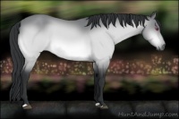 Horse Color:Bay Chinchilla 