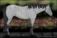 Horse Color:Bay Chinchilla Roan 