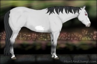 Horse Color:Bay Chinchilla Frame 