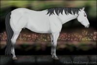 Horse Color:Bay Chinchilla 