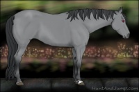 Horse Color:Bay Chinchilla 