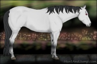 Horse Color:Bay Chinchilla 