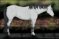 Horse Color:Bay Chinchilla 
