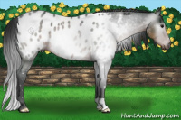 Horse Color:Gray Buckskin Roan Near Leopard 