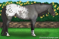 Horse Color:Smoky Blue Roan Appaloosa