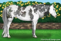 Horse Color:White Spotted Black Ice Splash Varnish 