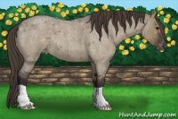 Horse Color:Smoky Grullo Roan Varnish 