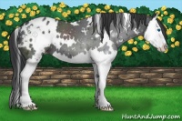 Horse Color:White Spotted Black Splash Appaloosa 