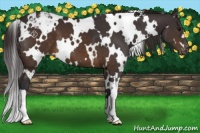 Horse Color:White Spotted Buckskin Appaloosa 