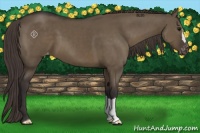 Horse Color:Smoky Grullo Varnish 