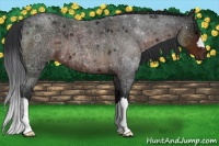 Horse Color:Brown Ice Roan 