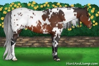 Horse Color:White Spotted Brown Appaloosa 