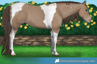 Horse Color:Classic Champagne Tobiano 