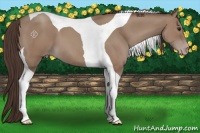 Horse Color:Classic Champagne Tobiano